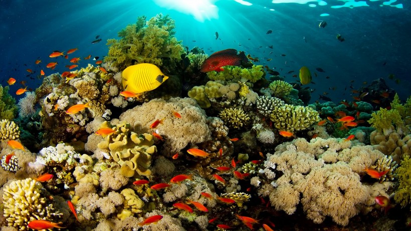 海底珊瑚礁图片(11张)