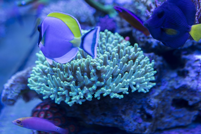 绮丽的海底世界图片(18张)