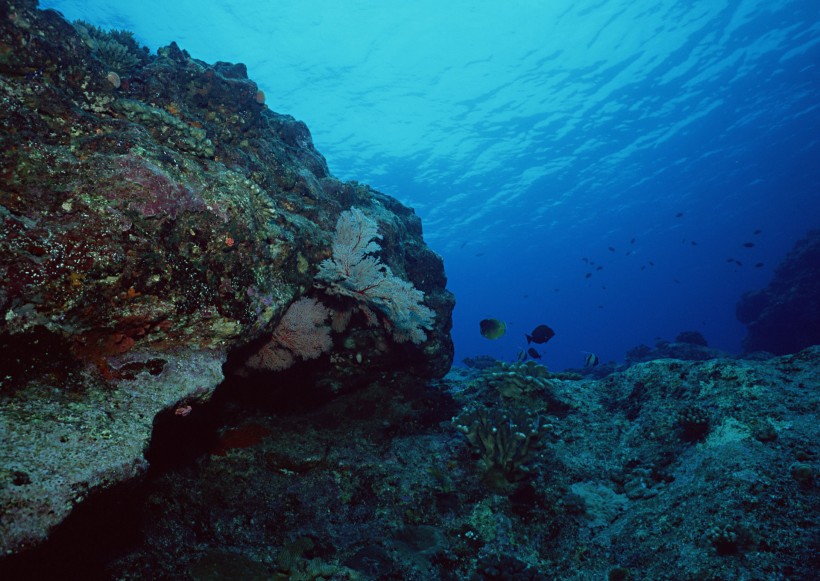 海底生物图片(81张)