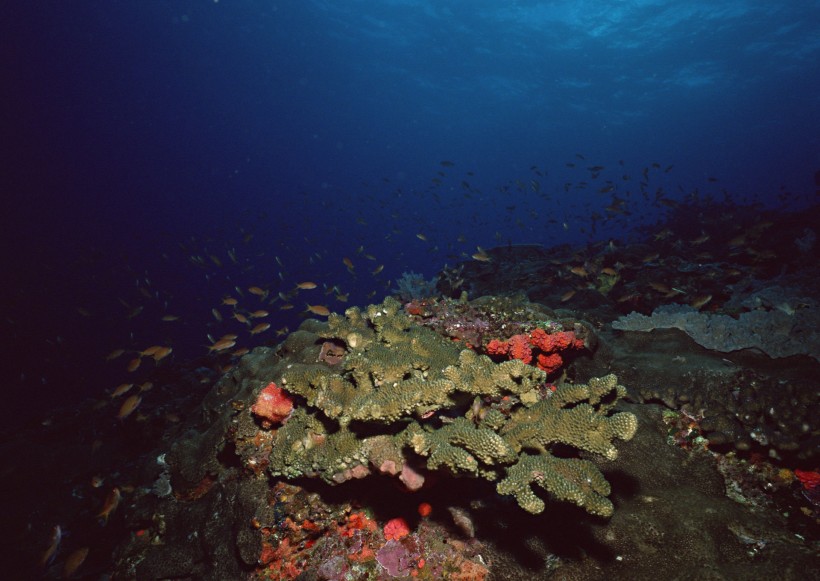 海底生物图片(81张)