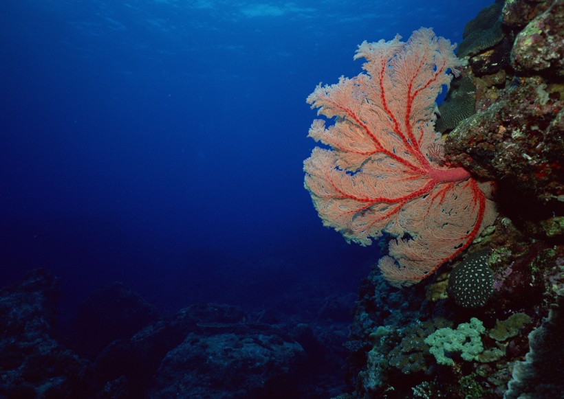 海底生物图片(81张)