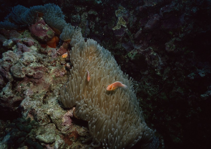 海底生物图片(81张)