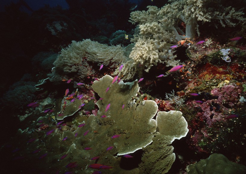 海底生物图片(81张)