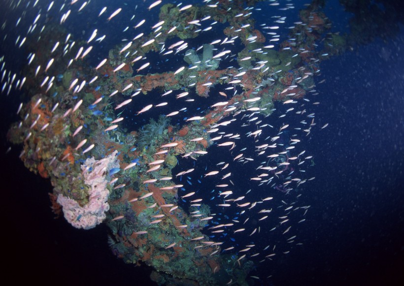 海底生物图片(81张)