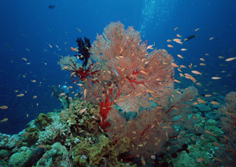 海底生物图片(81张)