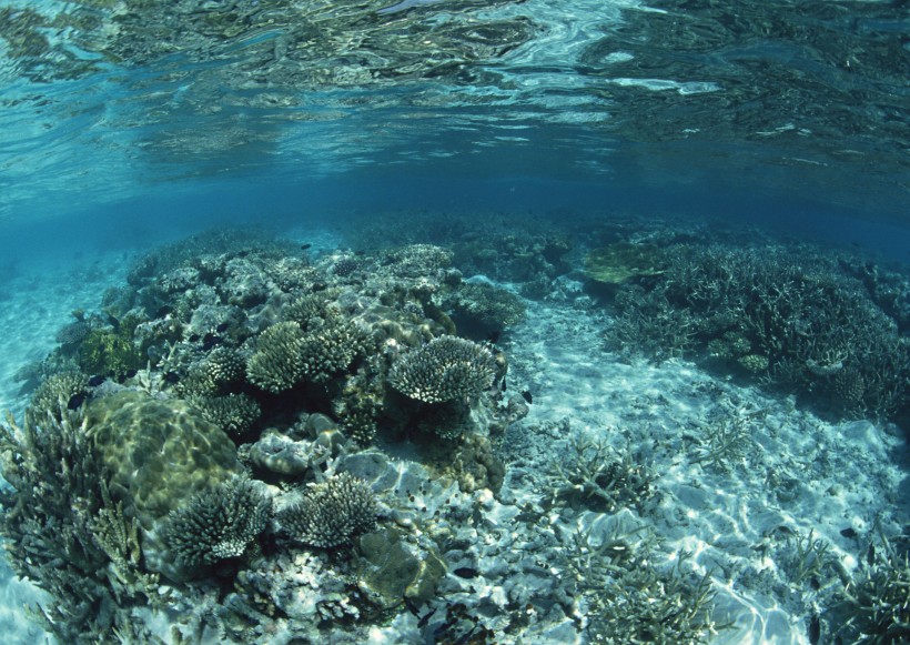 海底生物图片(81张)