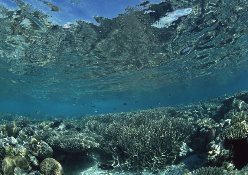 海底生物图片(81张)