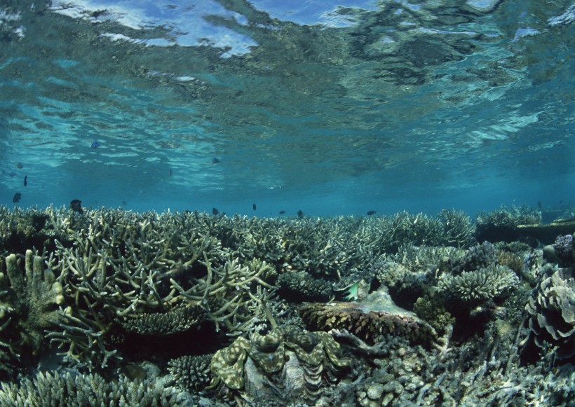 海底生物图片(81张)