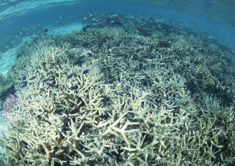 海底生物图片(81张)