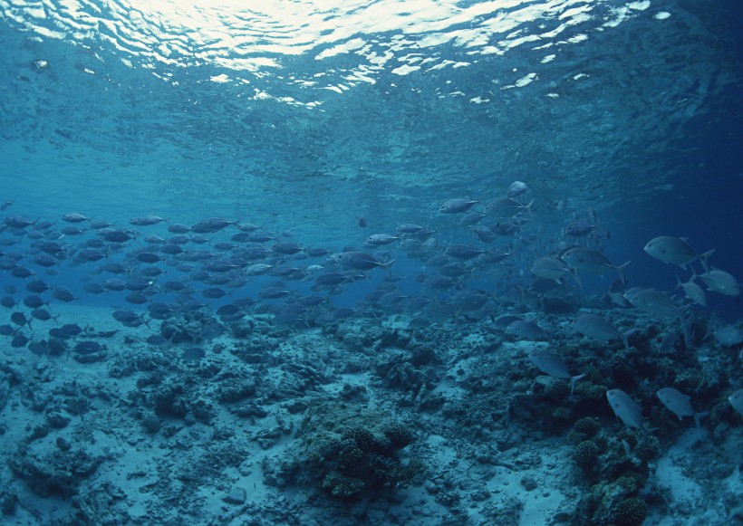 海底生物图片(81张)