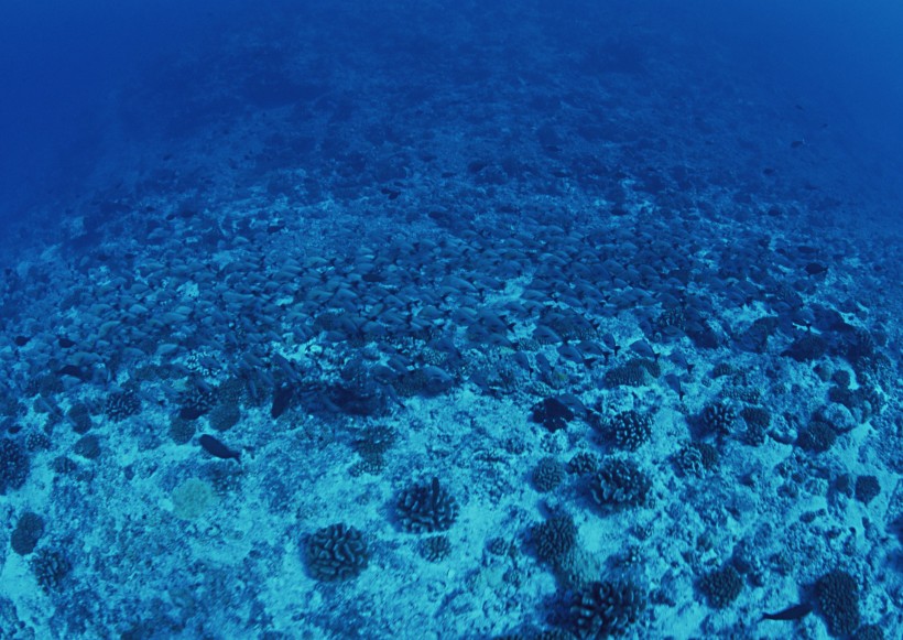 海底生物图片(81张)