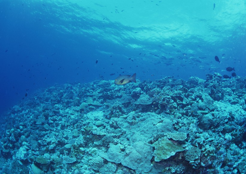 海底生物图片(81张)