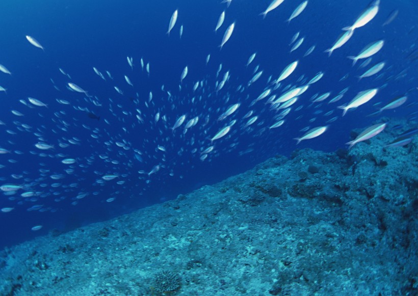 海底生物图片(81张)