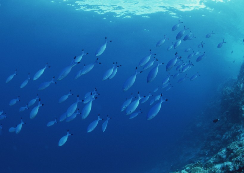 海底生物图片(81张)