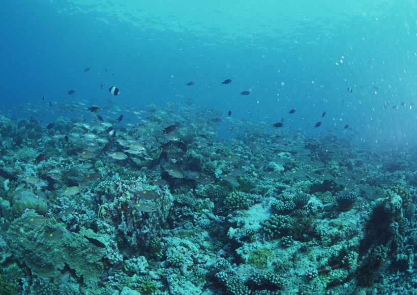 海底生物图片(81张)