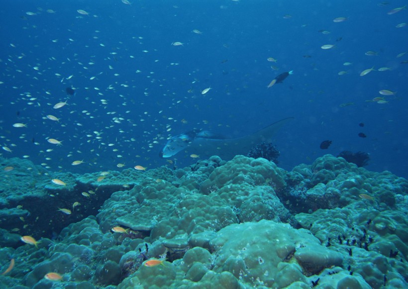 海底生物图片(81张)