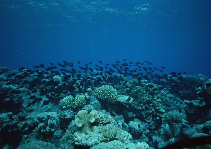 海底生物图片(81张)