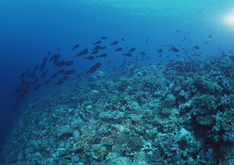 海底生物图片(81张)