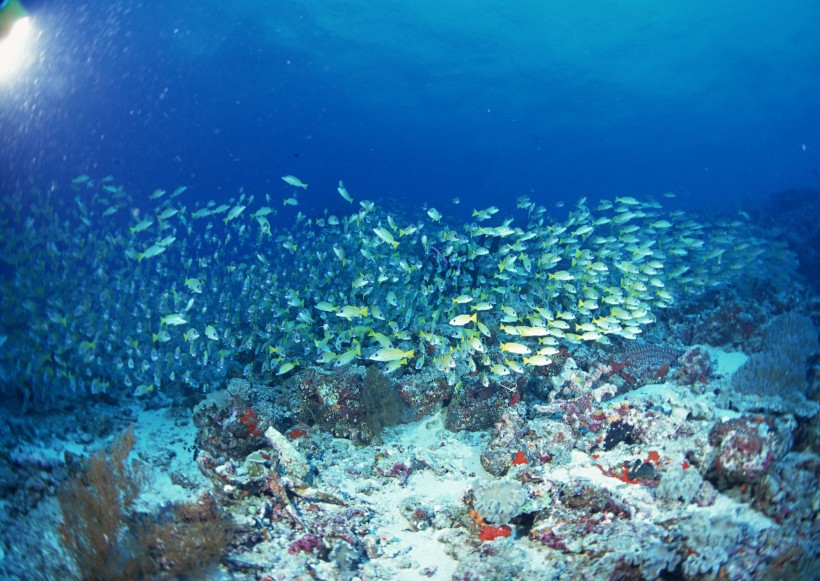 海底生物图片(81张)