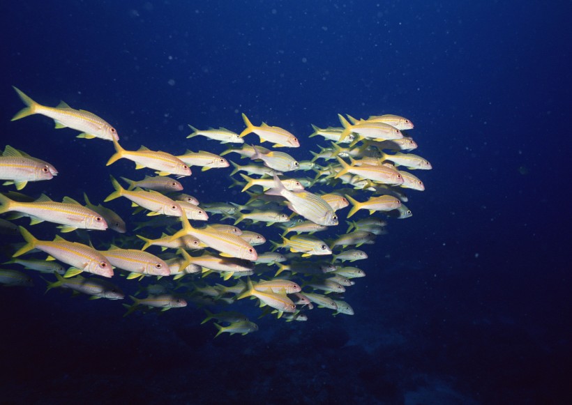 海底生物图片(81张)