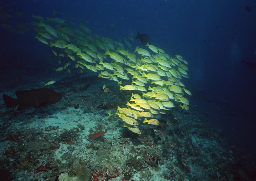 海底生物图片(81张)