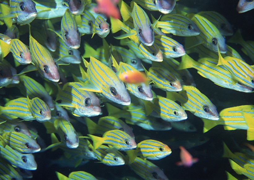 海底生物图片(81张)