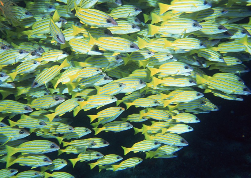 海底生物图片(81张)