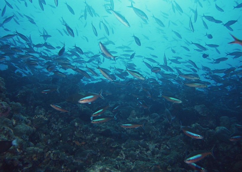 海底生物图片(81张)