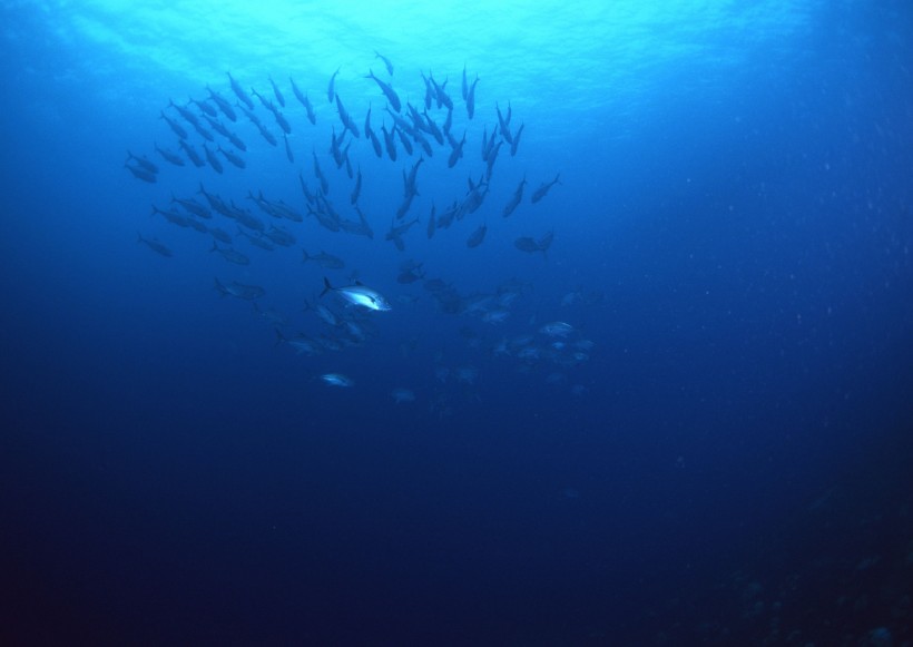 海底生物图片(81张)