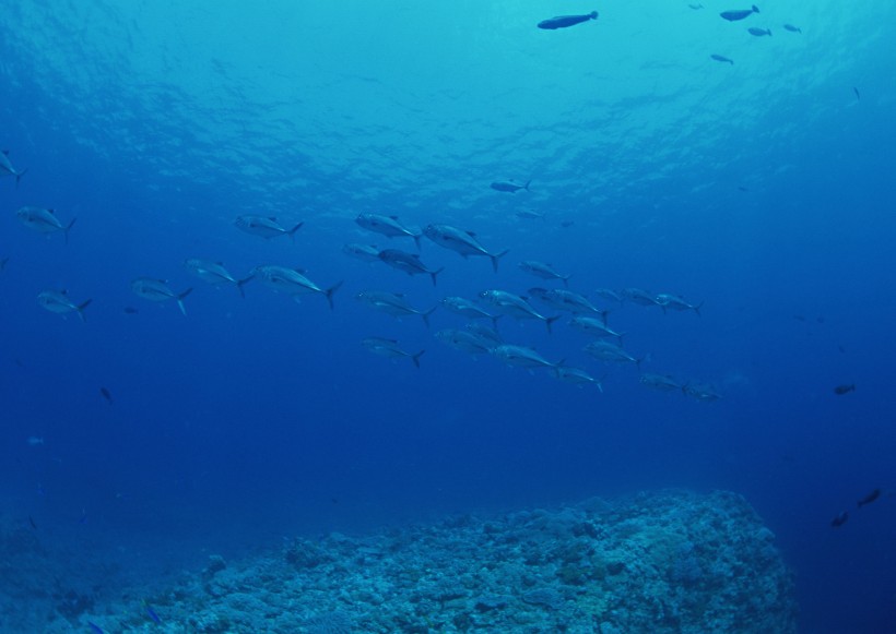 海底生物图片(81张)