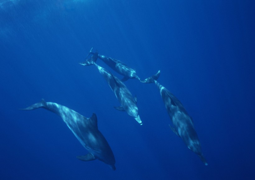 海底生物图片(81张)