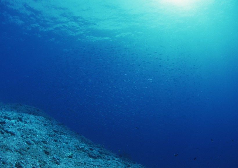 海底生物图片(81张)