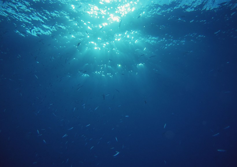 海底生物图片(81张)