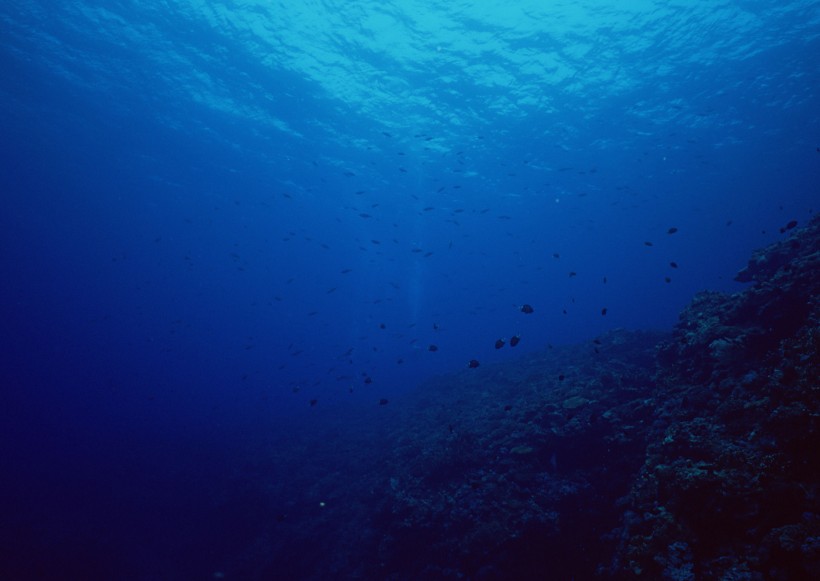 海底生物图片(81张)