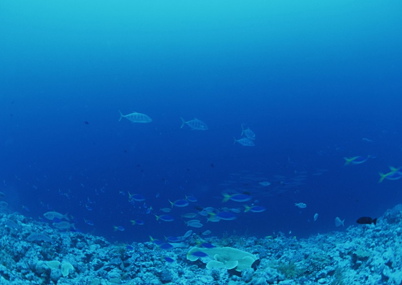 海底生物图片(81张)