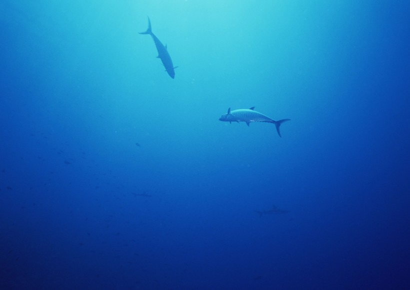 海底生物图片(81张)