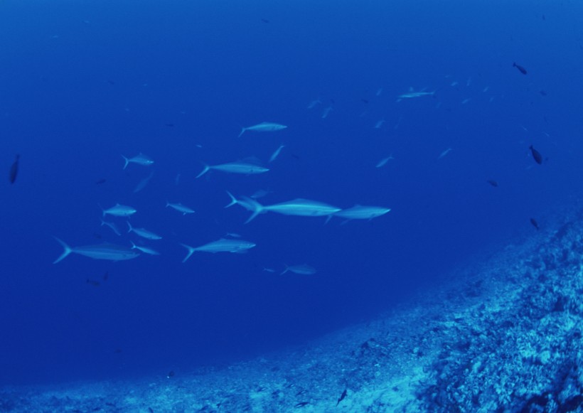 海底生物图片(81张)