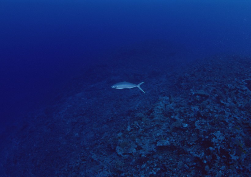 海底生物图片(81张)