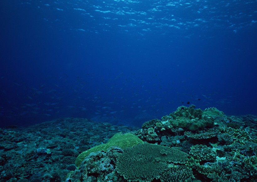 海底生物图片(81张)