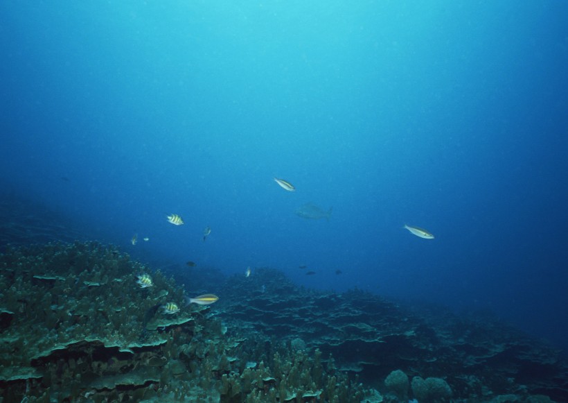 海底生物图片(81张)