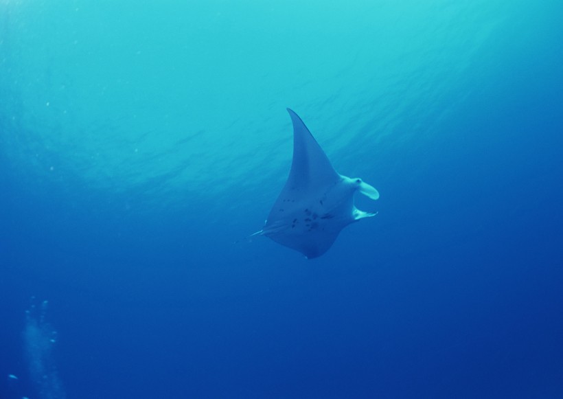 海底生物图片(81张)