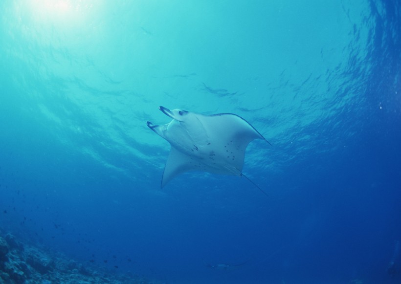 海底生物图片(81张)