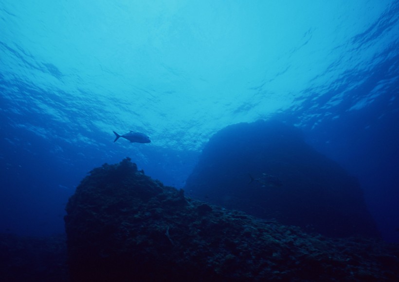 海底生物图片(81张)