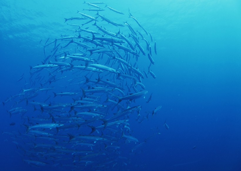 海底生物图片(81张)