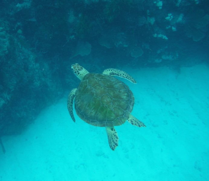海洋里的海龟图片(11张)