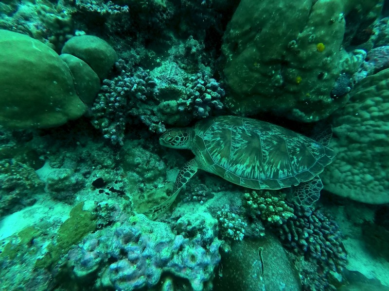 海洋里的海龟图片(10张)