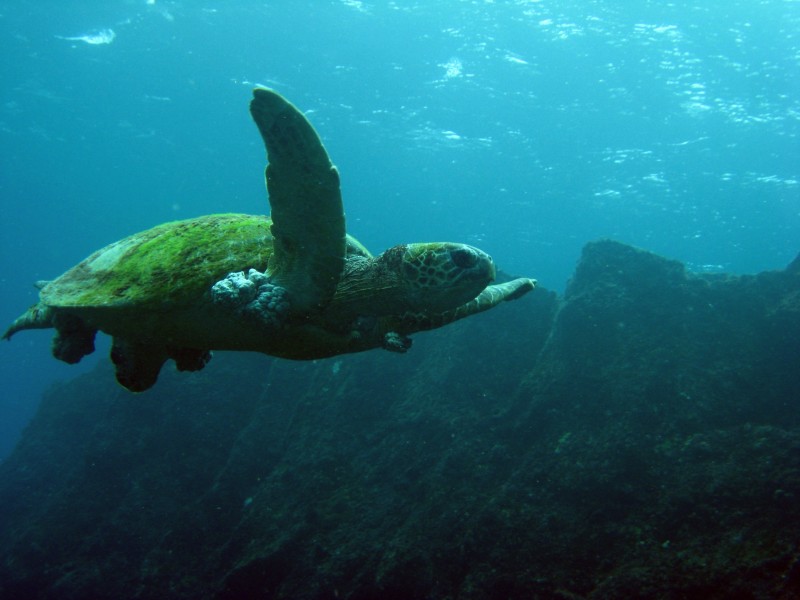 寿命较长的海龟图片(10张)