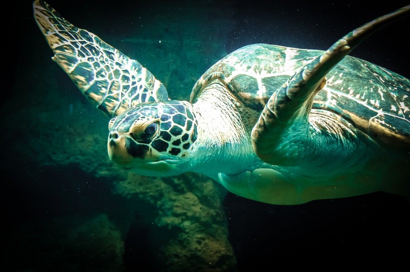 海洋里的海龟图片(11张)