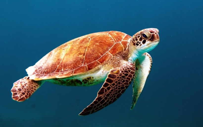 海里的海龟图片(8张)