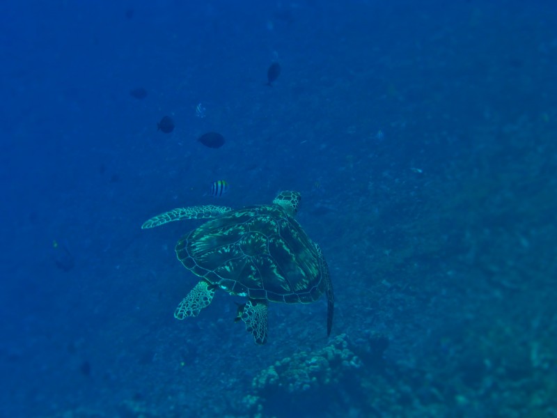 海洋里的海龟图片(10张)